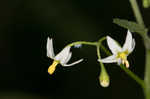 West Indian nightshade